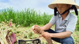 Trồng thứ khoai môn đặc sản cây tốt bời bời, tới vụ cuốc một nhát bật lên toàn củ to, thương lái tranh nhau mua