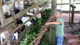 Giá tiêu loanh quanh 85.000 đồng/kg, nhà nông tiết lộ nuôi 1 loài vật vừa giữ vườn lâu dài, vừa có tiền to