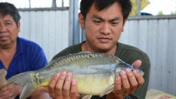 Một ông nông dân tỷ phú Đồng Tháp nuôi thứ cá lạ, ăn thịt giòn sần sật như tràng heo, cả vùng đến xem