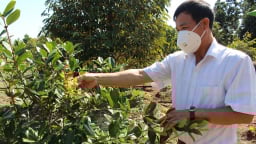 Một ông tỷ phú nông dân Đắk Lắk trồng loài cây lạ, 'mới toanh', trái bán đắt như vàng, khiến cả làng muốn xem