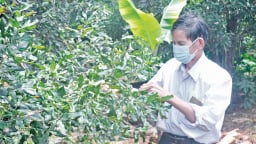 'Đánh liều' trồng thứ cây tốt um ra trái ví như 'Nữ hoàng quả khô', nông dân Gia Lai bất ngờ lãi tiền tỷ
