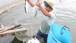 Nông dân ven biển Quảng Ngãi làm giàu với mô hình nuôi 3 con đặc sản chung một ao