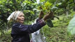 Trà hoa vàng- 'lộc trời' mang lại thu nhập hàng trăm triệu mỗi năm cho người dân vùng đồi núi Bắc Kạn