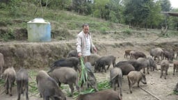 Thả trăm con lợn đen trũi trên đất đồi, tha hồ ăn cỏ voi, dây khoai, chủ trại không có đủ lợn để bán