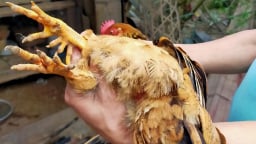 Làng ở Bắc Giang nuôi loài gà lạ mang tên '6 ngón', bán giá gấp đôi, lớn con nào nhà giàu lùng mua hết sạch