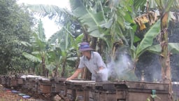 Rõ khổ, nông dân nuôi ong mật ở Đắk Lắk 'xấc bấc  xang bang', bán 4kg mật mới mua được 1 ký thịt heo