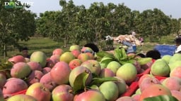 Xoài Úc rớt giá thảm, nông dân Khánh Hòa buồn thiu