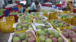 Nông dân Khánh Hòa không còn mặn mà với cây xoài Úc
