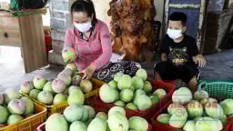 Nông dân trồng xoài Úc to bự ở Khánh Hòa buồn thiu, mùa xoài đìu hiu, thiệt đơn thiệt kép
