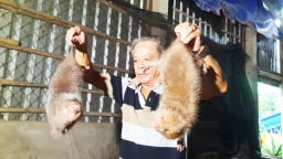 Làm giàu ở Cần Thơ: Nuôi thứ chuột 2 tay xách 2 con, gặm mía cây sồn sột, ông nông dân lãi 100 triệu/tháng