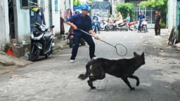 Phường Đại Kim (Hoàng Mai) bắt chó thả rông trên địa bàn, phạt tới 2 triệu đồng