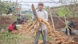 Ở nơi này của Thái Bình, nông dân rủ nhau ra đồng, cuốc các ụ đất bất ngờ lộ ra thứ củ mọc từng chùm