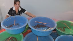 Độc, lạ Cà Mau: Nuôi rắn ri tượng trong thau nhựa, chỉ trườn quanh mà nhanh lớn, ai thấy cũng ngỡ ngàng