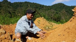 Cây trẩu là cây gì mà dân vùng này ở Quảng Trị đang trồng, nơi trồng phân tán nhặt hàng tấn hạt thu tiền tỷ?