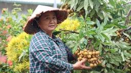 Đây là loại cây nhãn giúp nông dân huyện biên giới của Sơn La xây được nhà cao cửa rộng