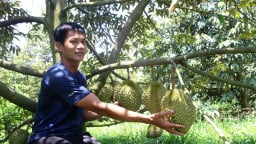 Trồng sầu riêng cho khách tham quan miễn phí, bán trái tại vườn, nông dân An Giang giàu lên trông thấy