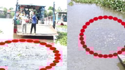Chuyện lạ Đồng Tháp: Đàn cá hàng nghìn con đua nhau kéo đến tá túc ở cặp kênh, bến đò 'xin ăn'