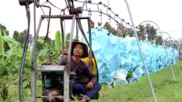 Tận mắt chứng kiến hệ thống cáp dài 33km của 'vua chuối' Út Huy giúp thu hoạch 10 tấn chuối/buổi sáng