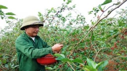 Nông dân sản xuất giỏi huyện Hướng Hóa ở Quảng Trị phủ xanh, làm giàu trên vùng đất lửa Khe Sanh