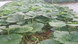 Đào ao dưới nuôi tôm, trên trồng thứ rau bò lan man, ra trái nằm la liệt, nông dân Kiên Giang thu lời kép