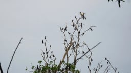 Chuyện lạ Trà Vinh: Hàng nghìn con chim trú ngụ trong ngôi chùa cổ 300 năm