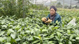 Đến khổ, cây quế giống 'quá lứa lỡ thì' đếm không xuể, bán không ai mua, nông dân nơi này ở Lào Cai lo lắm