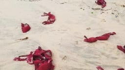 Bất ngờ với hàng trăm áo ngực dạt vào bờ biển Quảng Ngãi