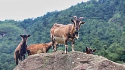 Băng rừng 2 ngày ngắm ‘quỷ núi’, săn hốc đá hình ‘trái tim’ Nhìu Cồ San-một ngọn núi cao ở Lào Cai