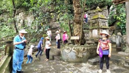 Chuyện lạ Ninh Bình, một cây cổ thụ chùa Bích Động mỗi khi ra quả xếp hình giống như cái dĩa