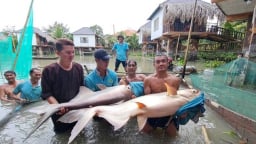 Đàn 'thủy quái' dưới sông Mê Kông do một đại gia đất Cần Thơ nuôi, nhiều người kéo đến xem trầm trồ