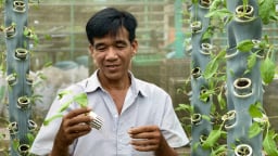 Kỳ lạ Hậu Giang: Anh nông dân trồng rau trên cột nhựa, vườn cây mọc nghiêng trên lưng trời, thu nhập 60 triệu đồng/tháng