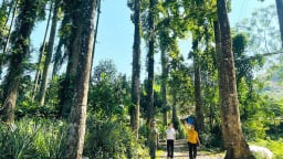 Ở Tuyên Quang có một khu rừng đẹp như phim, la liệt cây gỗ chò chỉ-thứ cây cổ thụ hình thù như mũi tên