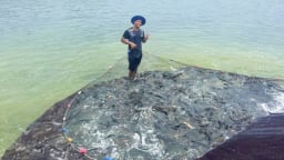 Một Nông dân Việt Nam xuất sắc ở Quảng Bình nuôi cá lóc, kéo mẻ lưới lên cả làng trầm trồ, thu tiền tỷ