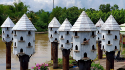 Thành phố bồ câu ở rừng tràm Trà Sư