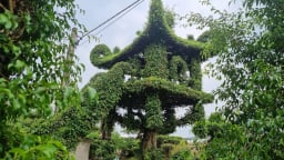 Một cây sanh Nam Điền hình dáng chùa Một Cột ở Nam Định đang hot, thiên hạ đang kéo đến xem