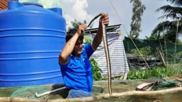 Nuôi thứ rắn hiền khô, chăm nhàn tênh, anh nông dân Hậu Giang hễ nói bán là hết sạch