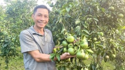 Một nông dân Quảng Bình trồng thứ cây thấp tè đã ra trái quá trời, đất đồi gò 'nở' 500 triệu/năm