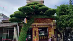 Đẹp mê hồn cây sanh dáng lão ở Nam Định, nhiều tán, lá mọc kín thân, đang sốt mạng xã hội