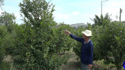 Vườn mai vàng đẹp mê tơi 10 cây ưng cả 10 ở Tiền Giang, ông nông dân thu 500 triệu/năm