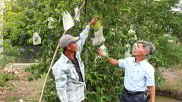 Cây đặc sản ra trái to bự, nông dân nơi này ở Cần Thơ hái bán, bao nhiêu thương lái cũng 'khuân' hết