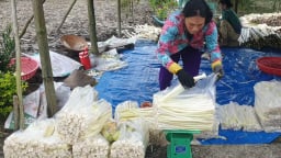 Chuyện lạ Cà Mau, biến cỏ dại, rau dại thành rau đặc sản, người lội nước, kẻ ngồi bờ đều có tiền