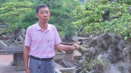 Quanh năm trồng cây cảnh, sân vườn xanh mát, một nông dân Nam Định xây nhà cao cửa rộng