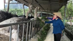 Nuôi thả loại chim khổng lồ đi lang thang trong trang trại, một nông dân Hải Dương lãi tiền tỷ, đó là thứ chim gì?