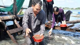 Chuyện lạ An Giang, bên sông Vàm Nao, ông nông dân nuôi 'báo cô' đàn cá sông dày đặc, toàn con to