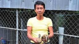Le le là con gì mà bay như chim, một nông dân Sóc Trăng nuôi thành công, bán đắt hàng?
