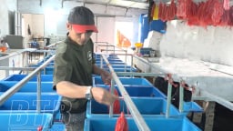 Chuyện lạ Thái Bình, nuôi lươn không bùn dày đặc rồi đem gắn mã số, mã vạch để làm gì?
