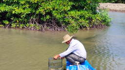 Nuôi cua, nuôi tôm, một nông dân Cà Mau thoát nghèo, lãi hơn 1 tỷ/năm, xây được nhà cao cửa rộng
