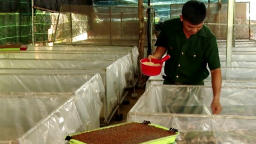 Nuôi con 7 lần lột xác, lúc bán mập ú nu, nông dân Bà Rịa - Vũng Tàu thu 300 triệu/năm dễ như bóc kẹo