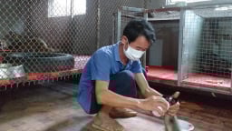 Phú Thọ: Nuôi la liệt cầy hương, cầy mốc, ông nông dân bán 2 triệu đồng/kg, cứ đủ cân là bán hết sạch