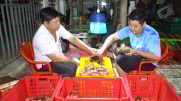 Nghề lạ ở Cà Mau, ngồi nhà 'gô cổ, trói nghiến' con vật này mà mỗi người kiếm 300.000 đồng/ngày